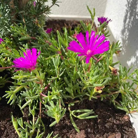 Botica Maison d'hôtes 4*