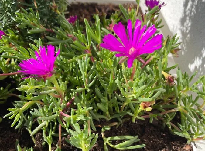 Botica ゲストハウス 4*